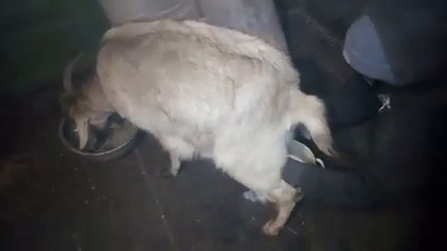 Доим Потеряшку, мало молока смотреть онлайн