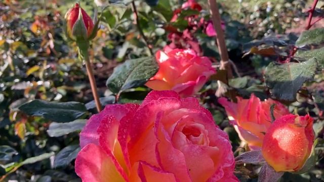 Роза Пульман Ориент Экспресс питомник Топалович первогодка 2021 смотреть онлайн