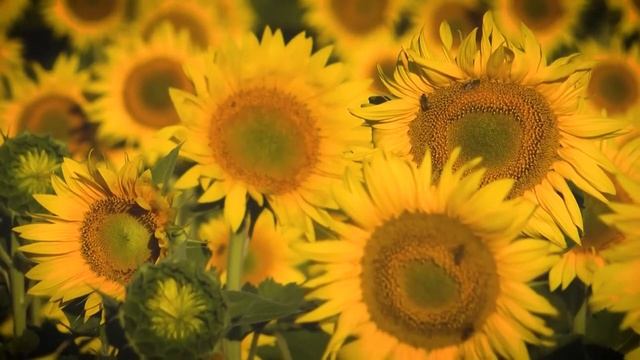 Музыка 2021 Популярная музыка для детей, бега, релакса, тренировок, успокаивающая, для сна новинка смотреть онлайн