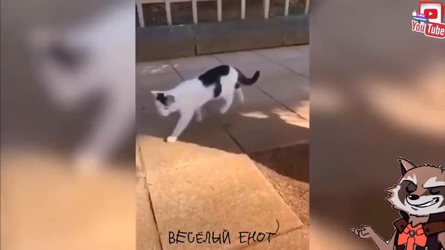 Смешные животные 😹 | ПОДБОРКА ПРИКОЛОВ С ЖИВОТНЫМИ смотреть онлайн