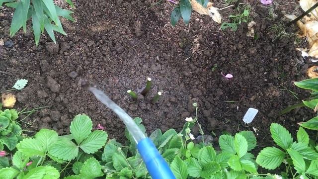 ДЕЛИМ И САЖАЕМ ПИОНЫ В СЕНТЯБРЕ с ОрганикМикс смотреть онлайн
