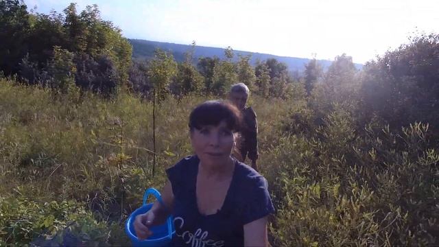 За абрикосами !!! смотреть онлайн