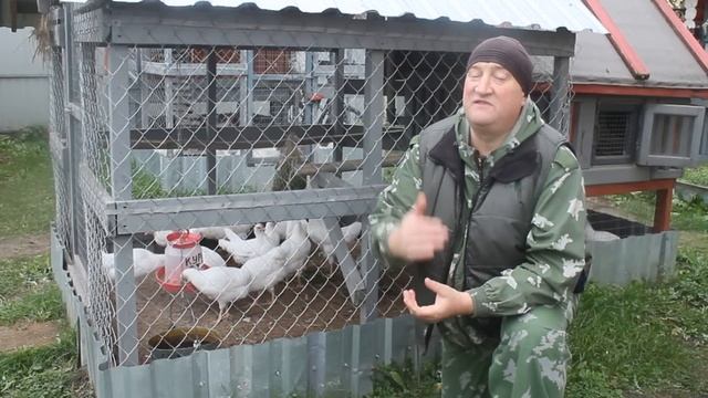 ПОЧЕМУ КУРЫ НЕ НЕСУТСЯ- ГЛАВНАЯ ПРИЧИНА смотреть онлайн