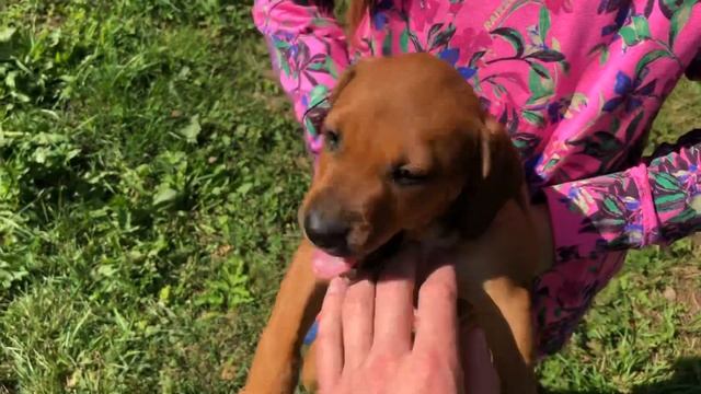 Щенки Питбуля полтора месяца #питбуль #щенкипитбуля #питбультерьер смотреть онлайн