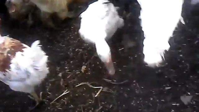 Кормление птиц смотреть онлайн