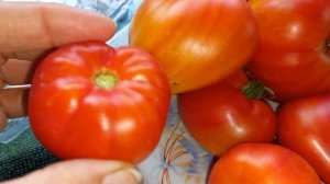 Томат Дынюшка  Ф1 семена Мязиной