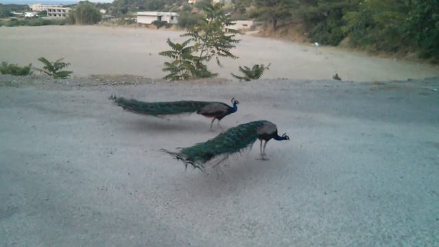 Ферма павлинов. Родос. смотреть онлайн