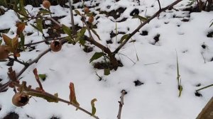 Мушмула германская в средней полосе России. опыт выращивания.