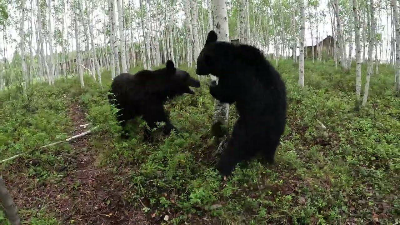 Вот это гонки. смотреть онлайн