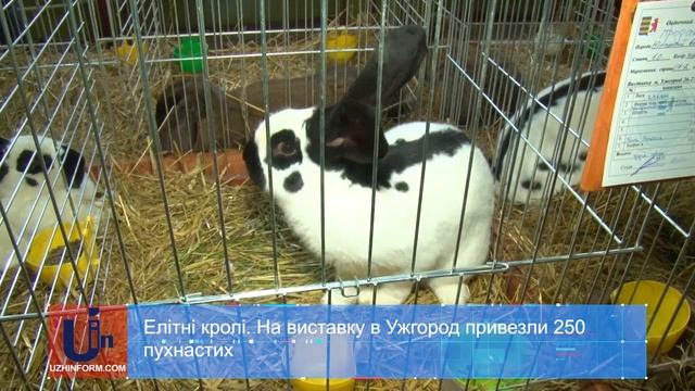 Елітні кролі. На виставку в Ужгород привезли 250 пухнастих смотреть онлайн