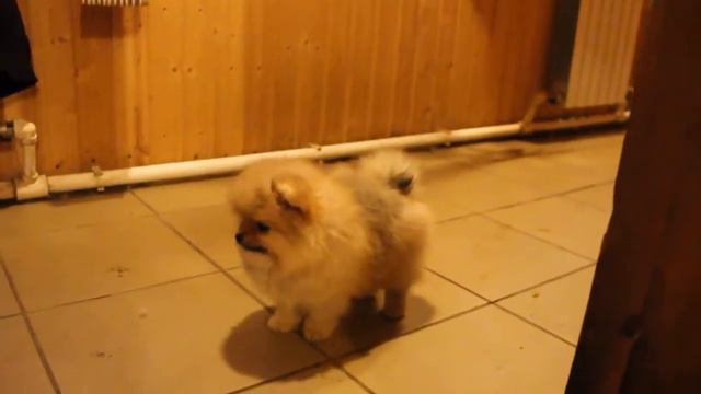 Щенок померанского шпица смотреть онлайн