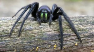 СХВАТКА СКОРПИОНА И ПАУКА КТО ПОБЕДИТ?