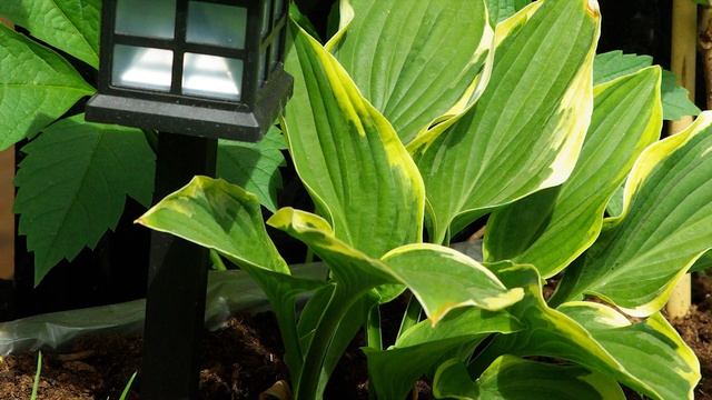 Первый выпуск. Озеленение веранды «Летний Сад». Посадка цветов, кустарников и деревьев смотреть онлайн