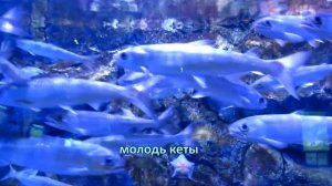РЫБА КЕТА. Вторая по величине в семействе лососёвые (достигает более 1 м в длину).