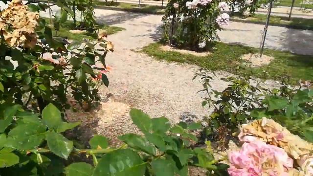 Roseraie de l'Hay-les-Roses 3/4 смотреть онлайн