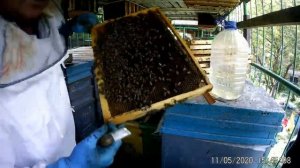 Пчелосемья "Медовик" на взяток мёда белой акации.