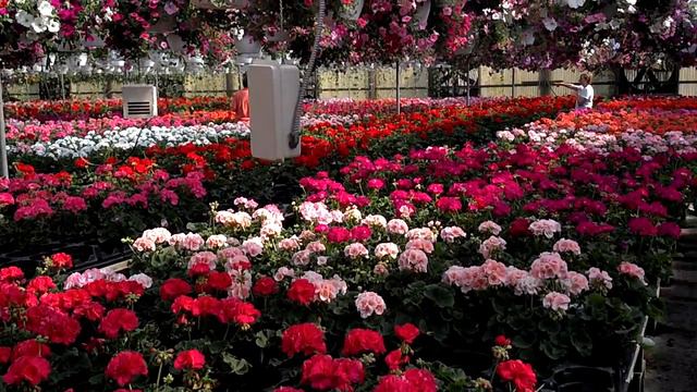 Geraniums 1 of 2 смотреть онлайн