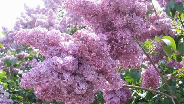 ЗА ОКНАМИ СИРЕНЬ (друзьям - однополчанам посвящается) смотреть онлайн