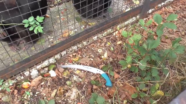 Это что-то... НЕРЕАЛЬНОЕ!😀 Сенька и Джуди стащили ножовку! ТАЙГАН смотреть онлайн