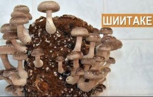 Шиитаке рецепты.Как готовить шиитаке.