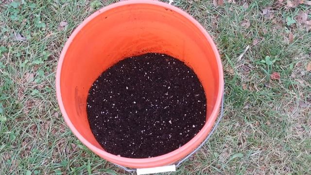 How To Grow Squash In Containers, Complete Growing Guide смотреть онлайн