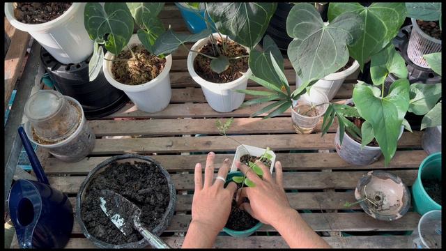 Queen Fern baby report #garden #flowers #sorts #plant #anthurium #cat смотреть онлайн