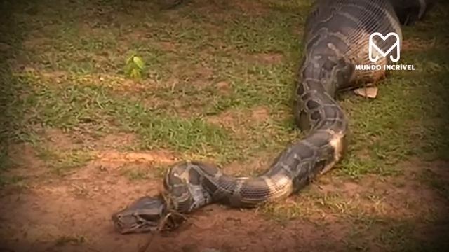 INCRÍVEL COBRA GIGANTE E ENCONTRADA COM BARRIGA CHEIA смотреть онлайн