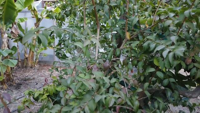 Surinam Cherry (Pitanga) Tree and Fruit смотреть онлайн