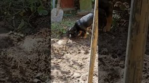 НАВЕС И ТРОТУАРНАЯ ПЛИТКА СВОИМИ РУКАМИ