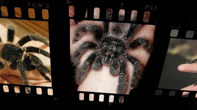 Паук — домашний питомец: плюсы и минусы смотреть онлайн