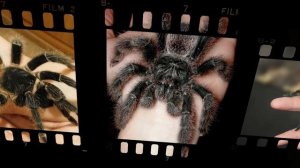 Паук — домашний питомец:  плюсы и минусы