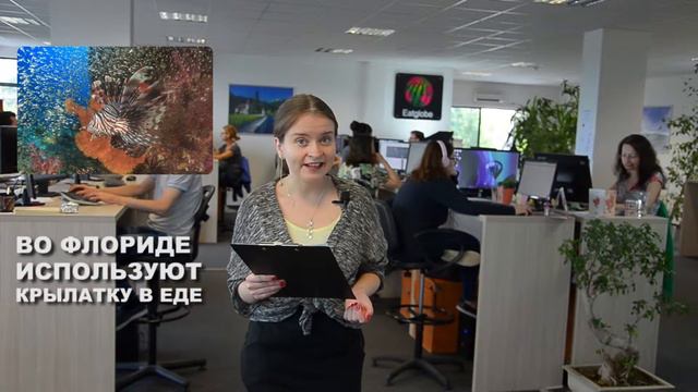 Во Флориде используют крылатку в еде смотреть онлайн