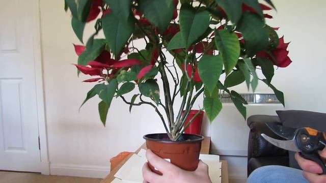 Poinsettia Care: After Flowering
