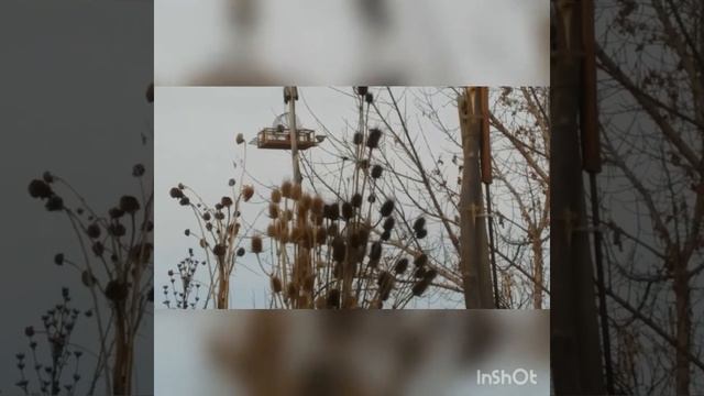 Седоголовые щеглы. Ловля на западок. Ловля на клетку. смотреть онлайн