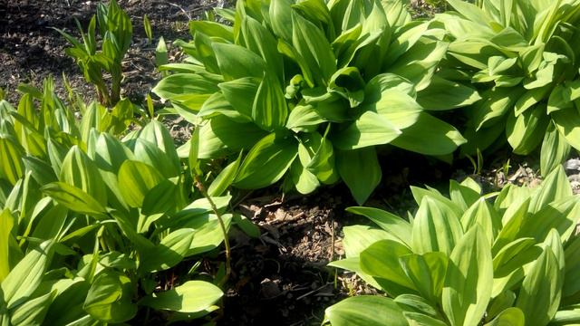 Смертельная ошибка. Черемша как не ошибиться при выборе. смотреть онлайн