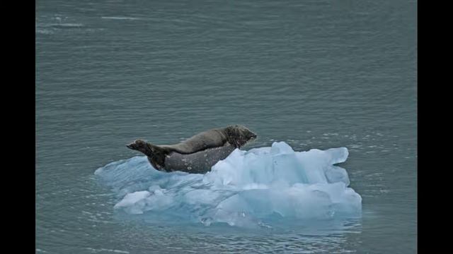 Красивые Айсберги - Beautiful Icebergs