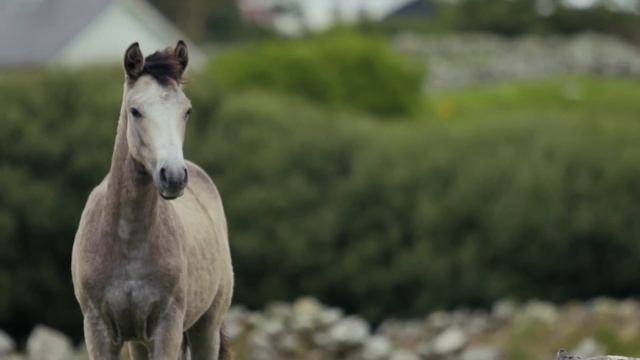 Native American Flute Music: One Hour Meditation Music For Healing, Deep Focus, And Relaxation