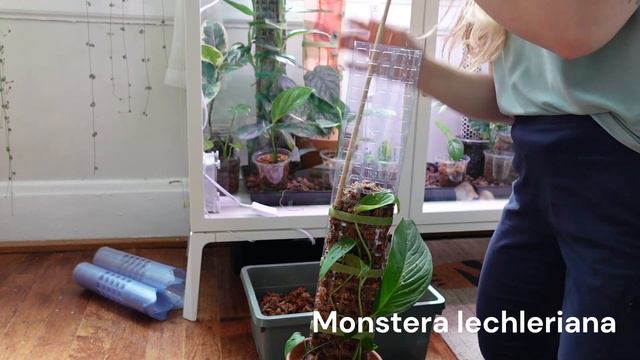 Upgrade my monsteras' moss poles with me! Dubia, lechleriana, siltepecana, adansonii mint & barrier смотреть онлайн