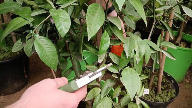 Dancy Mandarin (tangerine)