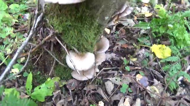 Грибы Вешенки в лесу.! Супер! Как распознать. смотреть онлайн