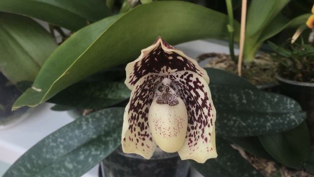 Мои цветущие королевы июля! Прекрасные орхидеи! смотреть онлайн