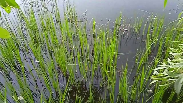 карась мечет икру... смотреть онлайн