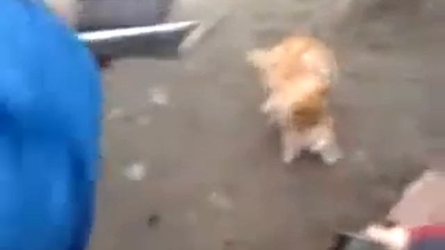 Спаривание котов смотреть онлайн