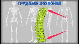 Скелет человека. Скелет туловища