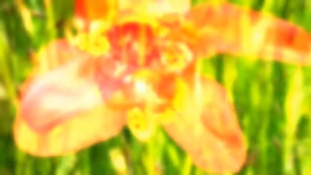 Тигридия Tigridia смотреть онлайн