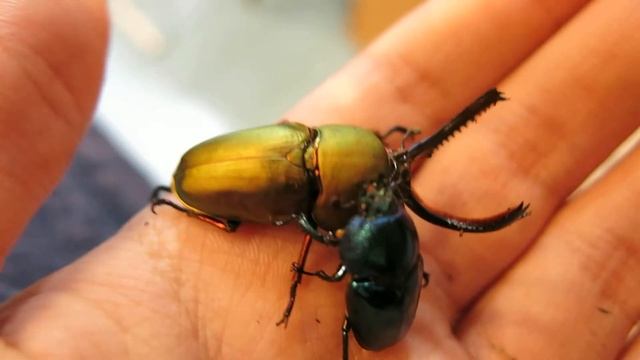 Lamprima adolphinae pair смотреть онлайн