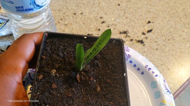 OUR PLANTS ARE HAVING BABIES: Succulent Pups: The Garden Of Feodora смотреть онлайн