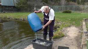 Хозяйство Воронова | Пруд | Зарыбляю 250 граммового карпа в свой пруд на участке