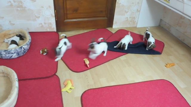 #КАРАНТИНПОСЛЕПРИВИВКИ#ЩЕНОКПРИВИТКАРАНТИН#МАРИМИСТИК ЩЕНКИ 2 МЕСЯЦА #КУПЛЮЧИХУАПРОДАЮЩЕНКА смотреть онлайн