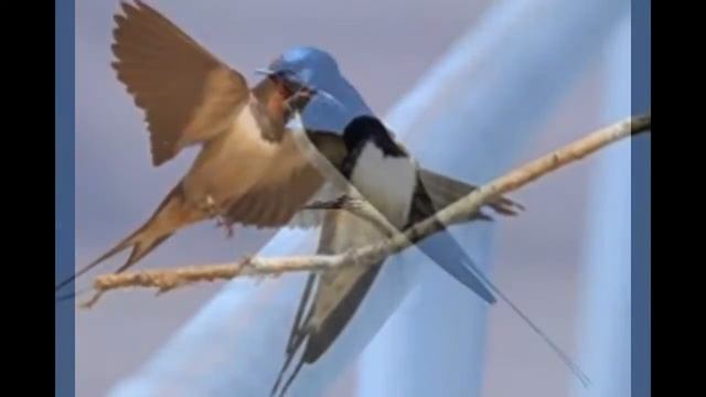 Божьи птицы (ласточки).(God's birds (swallows) смотреть онлайн